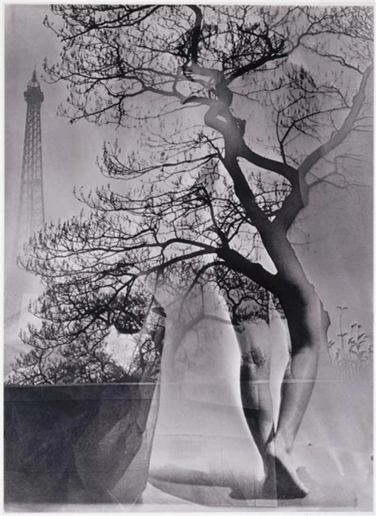 Walking Tree, 1929